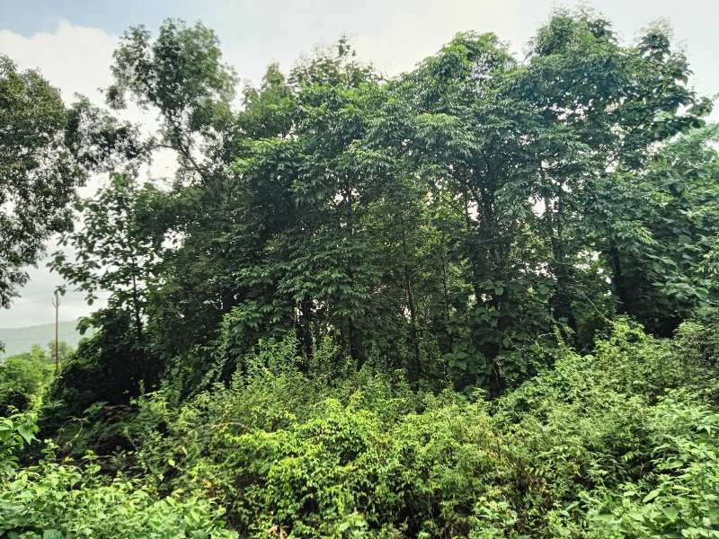  Residential Plot 20 Guntha for Sale in Roha, Raigad