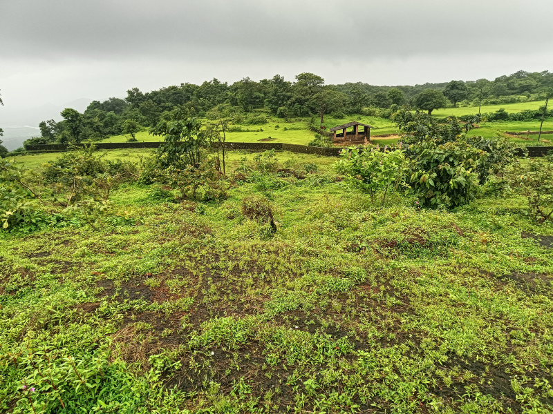  Residential Plot 14 Acre for Sale in Roha, Raigad