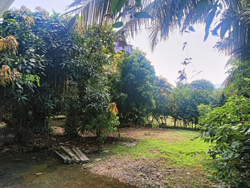 3 BHK 25 Guntha Farm House for Sale in Murud, Raigad