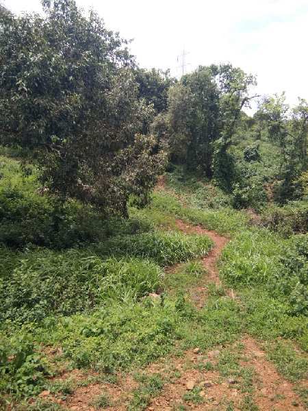  Residential Plot 16 Acre for Sale in Mandwa, Alibag, Raigad