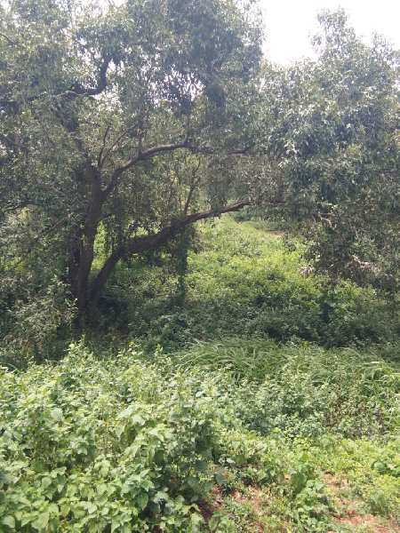  Residential Plot 16 Acre for Sale in Mandwa, Alibag, Raigad
