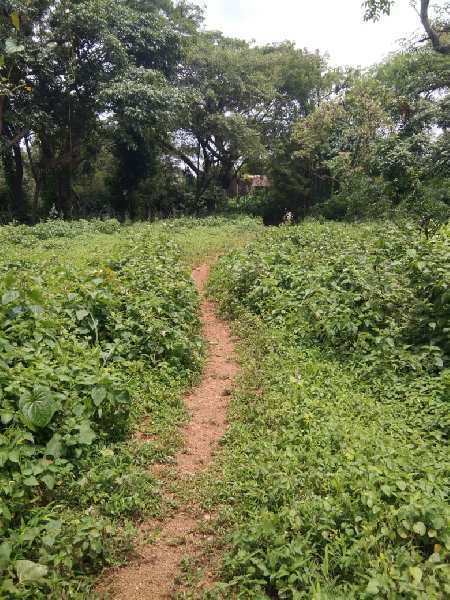  Residential Plot 16 Acre for Sale in Mandwa, Alibag, Raigad