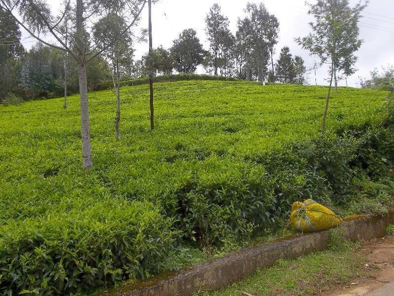 Agricultural Land 50 Cent for Sale in Coonoor, Ooty