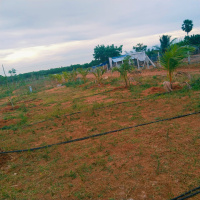  Agricultural Land for Sale in Akkaraipatti, Tiruchirappalli