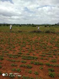 Agricultural Land for Sale in Somandepalli, Anantapur