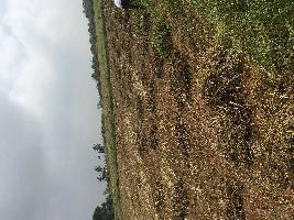  Agricultural Land for Rent in Devanahalli, Bangalore