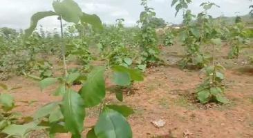  Agricultural Land for Sale in Deori, Shahdol