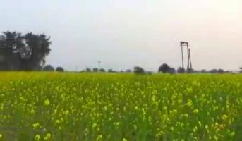  Agricultural Land for Sale in Nalwa, Hisar