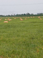 Agricultural Land for Sale in Mettupalayam, Pondicherry