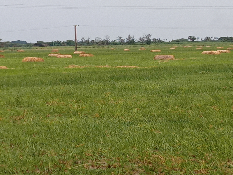  Agricultural Land 43560 Sq.ft. for Sale in Mettupalayam, Pondicherry