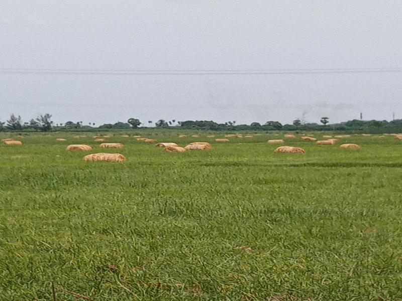  Agricultural Land 43560 Sq.ft. for Sale in Mettupalayam, Pondicherry