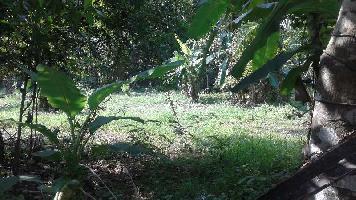  Agricultural Land for Sale in Thiruvalla, Pathanamthitta