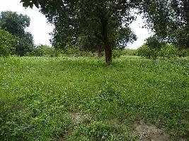  Agricultural Land for Sale in Pali, Lalitpur