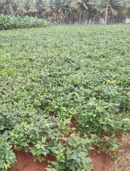 Agricultural Land 2 Acre for Sale in Neikkarapatti, Dindigul