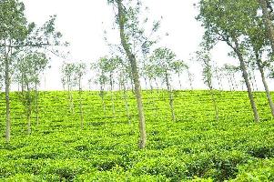  Agricultural Land for Sale in ooty, Nilgiris, Nilgiris