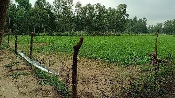  Agricultural Land for Sale in Sidhauli, Sitapur