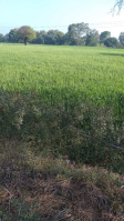  Agricultural Land for Sale in Phanda, Bhopal