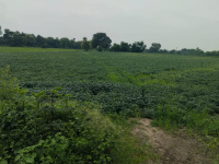 Agricultural Land for Sale in Kolar Road, Bhopal