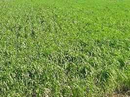  Agricultural Land for Sale in Indore Bypass Road, Bhopal