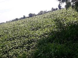  Agricultural Land for Sale in Bhopal Naka, Sehore