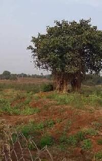  Agricultural Land for Sale in Kohir near karnataka, Medak, Medak