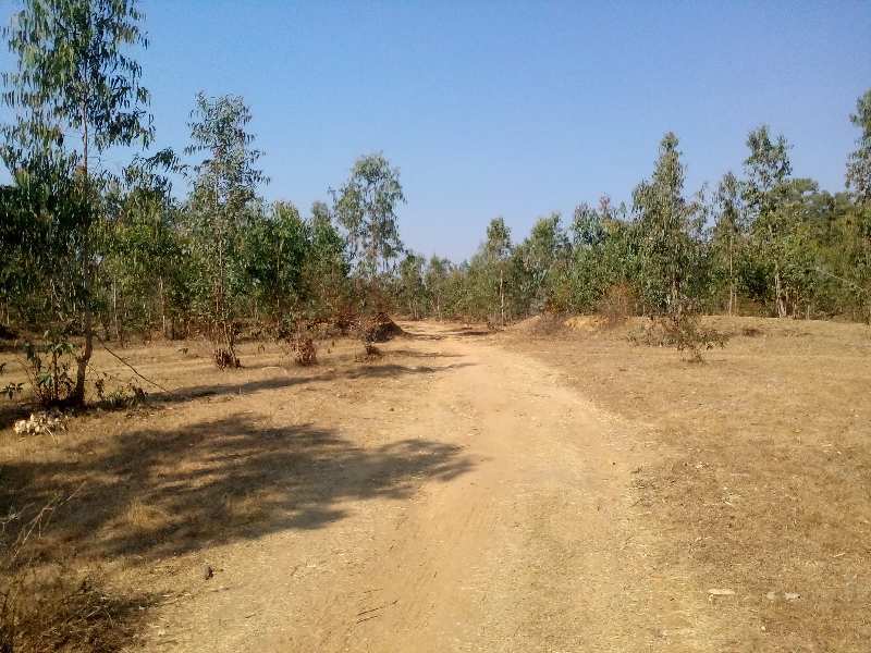  Agricultural Land 13 Acre for Sale in Bichhiya, Mandla