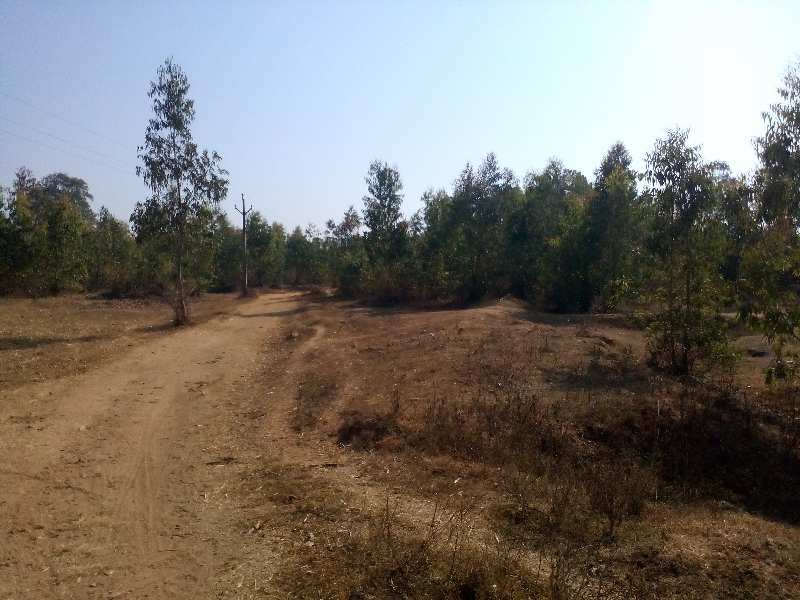  Agricultural Land 13 Acre for Sale in Bichhiya, Mandla