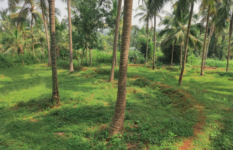 Pallikkunnu, Kannur photo 2