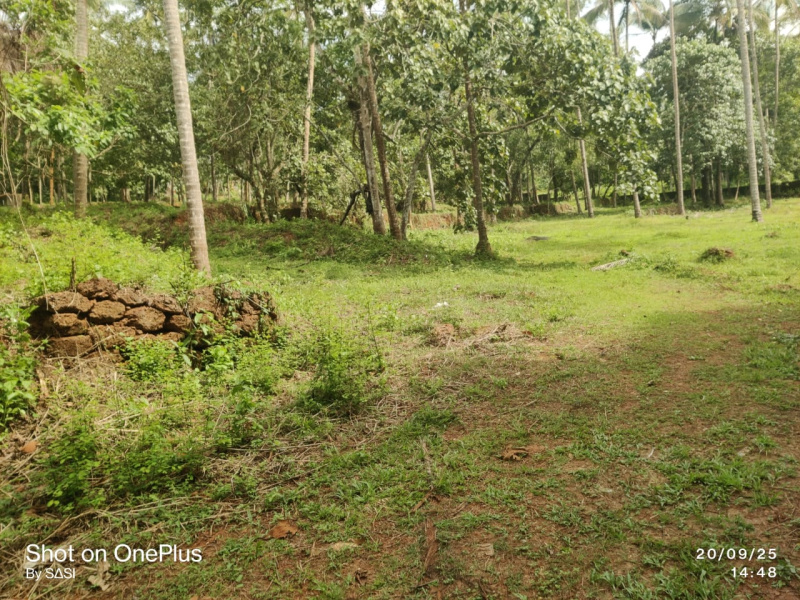 Cherooty Road, Kozhikode photo 2