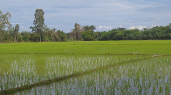  Agricultural Land for Sale in Malavalli, Mandya