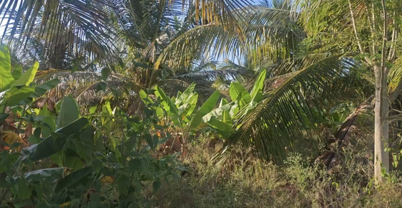  7 Acre Agricultural/Farm Land for Sale in Maddur, Bangalore