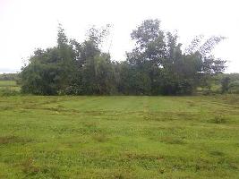  Agricultural Land for Sale in Sirsi, Uttara Kannada