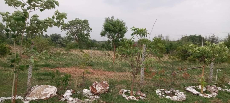  Agricultural Land 6000 Sq.ft. for Sale in Tilwara, Jabalpur