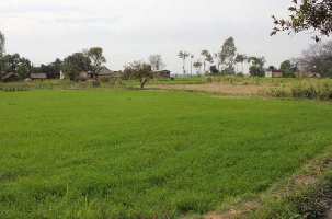  Agricultural Land for Sale in Raipur Rani, Panchkula