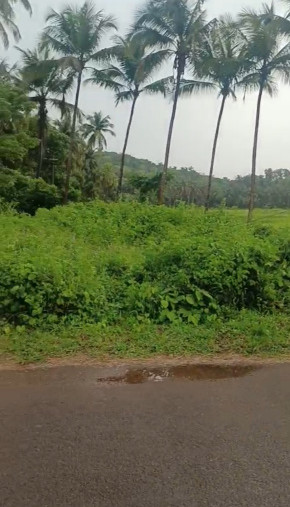  Agricultural Land 15000 Sq. Meter for Sale in Arpora, Goa