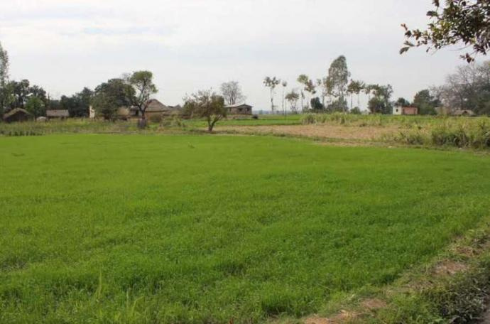 Agricultural Land 120 Bigha for Sale in Aonla, Bareilly