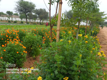  Agricultural Land for Sale in Fatehganj Pashchimi, Bareilly
