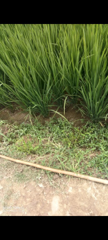  Agricultural Land for Sale in Fatehganj Pashchimi, Bareilly