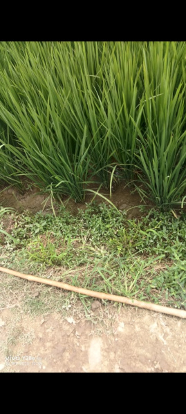  40 Bigha Agricultural/Farm Land for Sale in Fatehganj Pashchimi, Bareilly