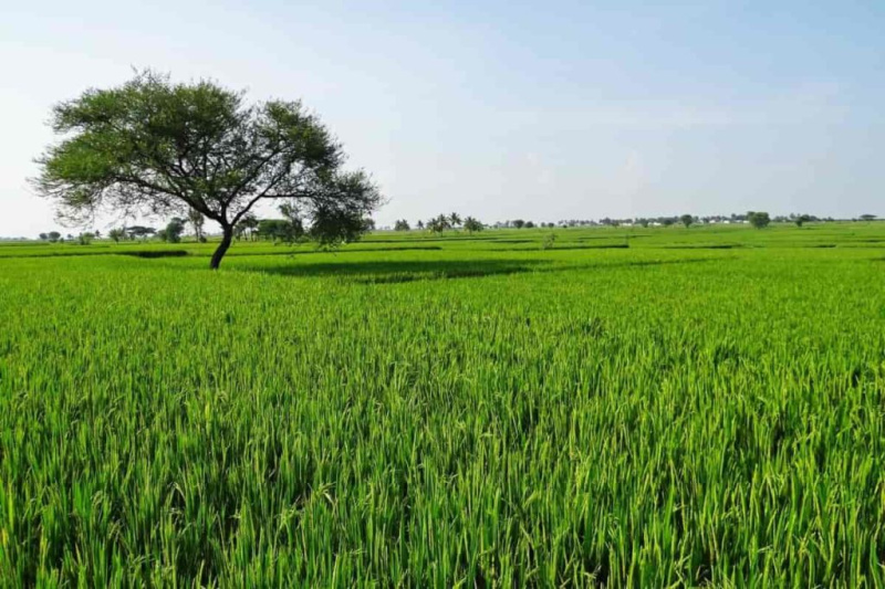  Agricultural Land 13 Acre for Sale in Suar, Rampur