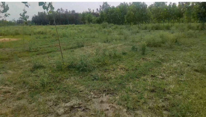  Agricultural Land 700 Bigha for Sale in Fatehganj Pashchimi, Bareilly