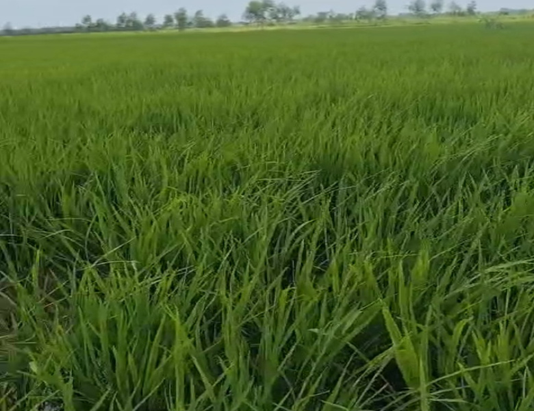  Agricultural Land 100 Acre for Sale in Bilaspur, Rampur