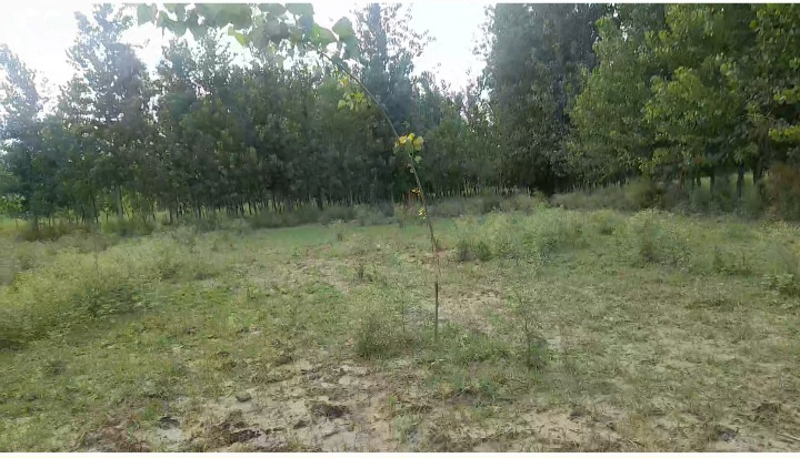  Commercial Land 250 Bigha for Sale in Dhamora, Rampur
