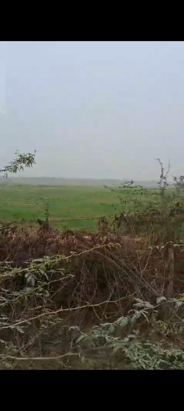  250 Bigha Agricultural/Farm Land for Sale in Dataganj, Badaun