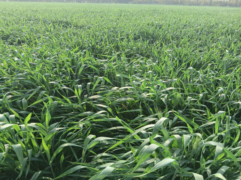  23 Acre Agricultural/Farm Land for Sale in Puranpur, Pilibhit