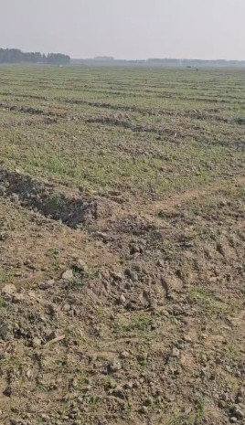  2000 Bigha Agricultural/Farm Land for Sale in Tilhar, Shahjahanpur