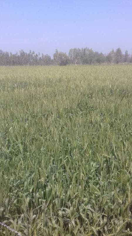 Agricultural Land 30 Acre for Sale in Bilaspur, Rampur