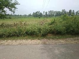  Agricultural Land for Sale in Milak, Rampur
