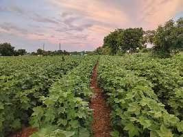  Agricultural Land 6 Acre for Sale in Donakonda, Prakasam