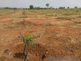 Agricultural Land 2 Acre for Sale in Donakonda, Prakasam